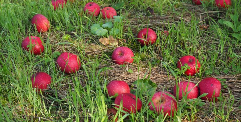 Яблука доспіли, яблука червоні… Вірш про любов Максима Рильського
