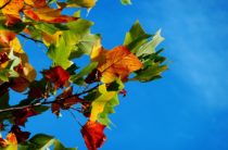 Вересень и серпень…Вірш про вересень, про осінь