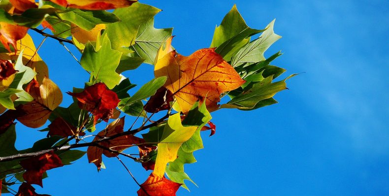 Вересень и серпень…Вірш про вересень, про осінь